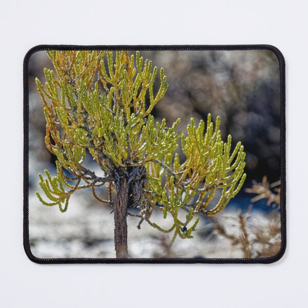Item preview, Puna shrub - Macro Botanical Photo of the Andes - Nature Print designed and sold by Keltoi-art.