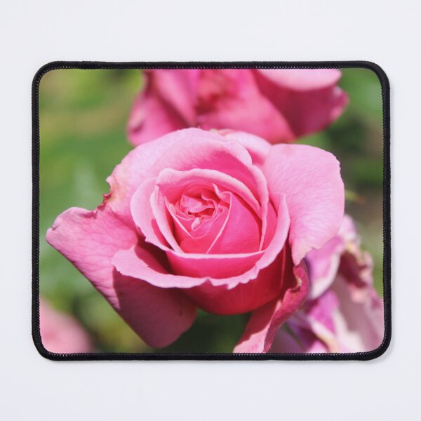 Item preview, Romantic Garden Rose - Soft nature photography designed and sold by Cha-s-lens.
