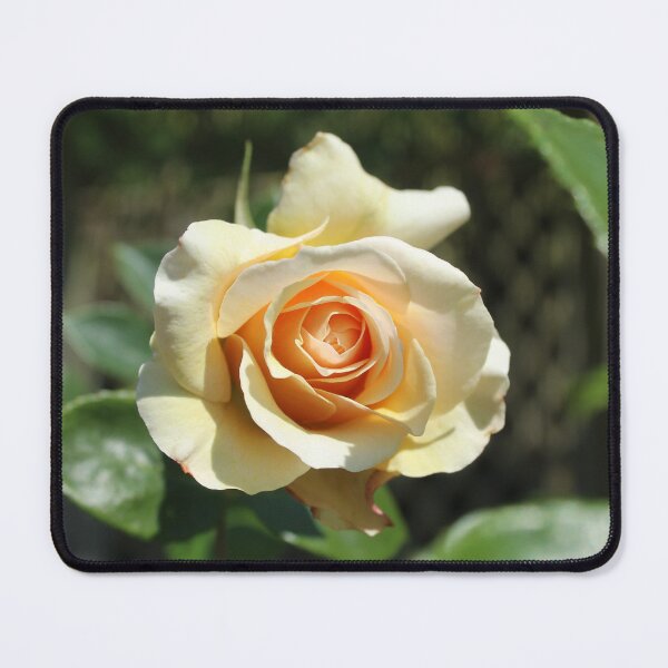 Item preview, Golden Rose Glow - Soft nature photography designed and sold by Cha-s-lens.