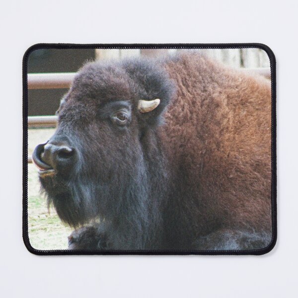 Item preview, Bison nose picking designed and sold by V-NessaArt.