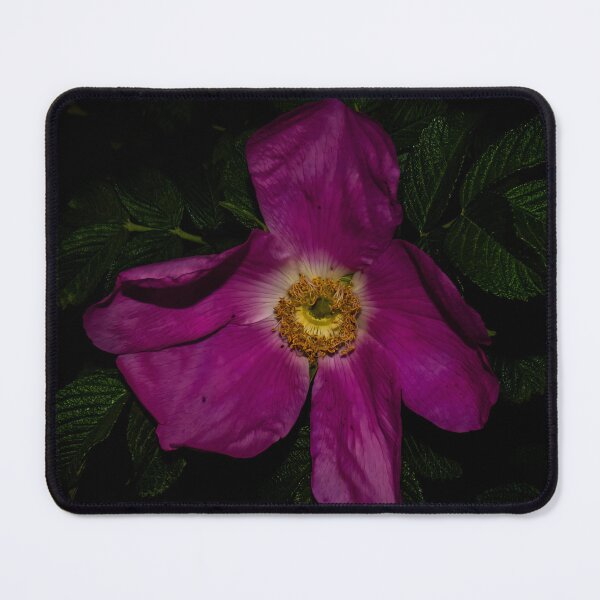 Item preview, Pink Wild Rose Against Dark Green Leaves designed and sold by LueNoir.