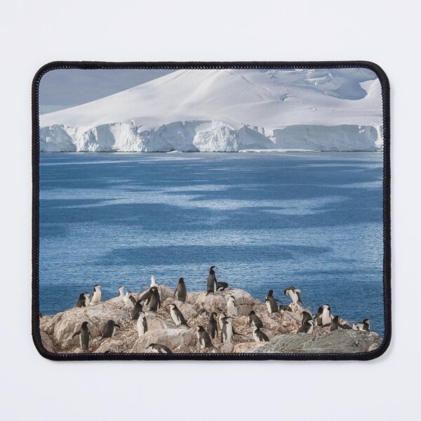 Item preview, Chinstrap Penguins at Palaver Point Antarctica designed and sold by PhotoArt by Joan Carroll.