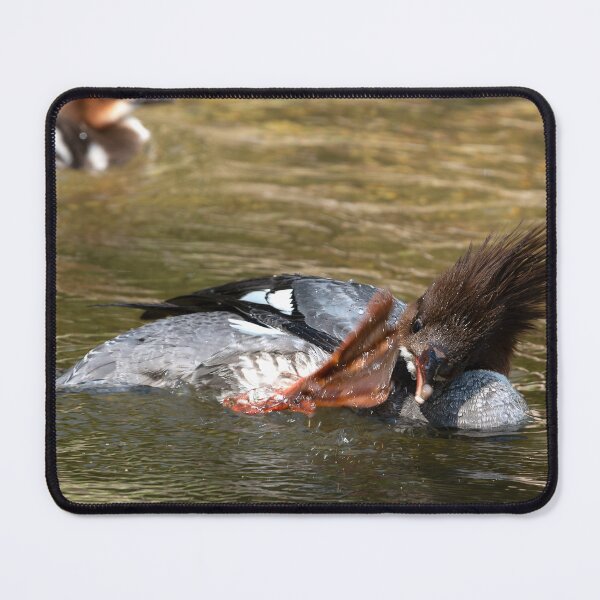 Item preview, Merganser mother in mid-scratch with her webbed foot and baby in background designed and sold by lisavonbiela.