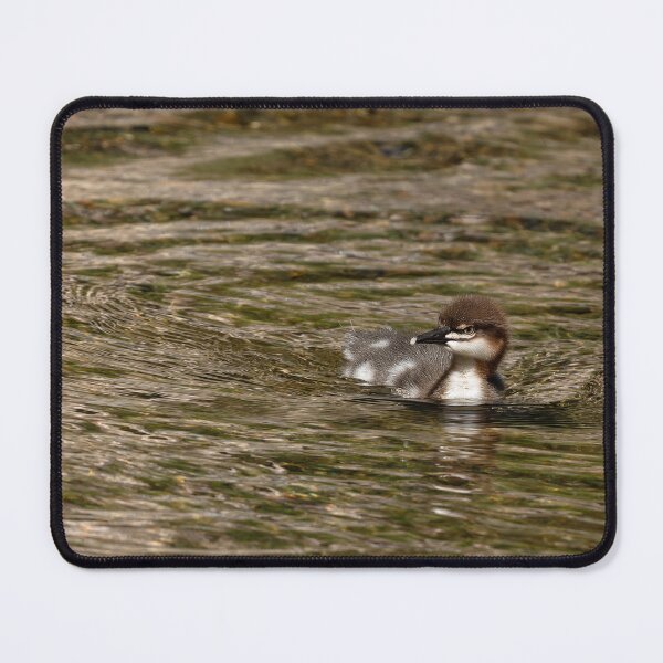 Item preview, Baby common merganser duck paddling toward viewer and creating a wake designed and sold by lisavonbiela.