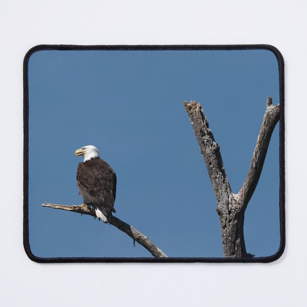 Item preview, Adult Bald Eagle panting from the heat designed and sold by lisavonbiela.