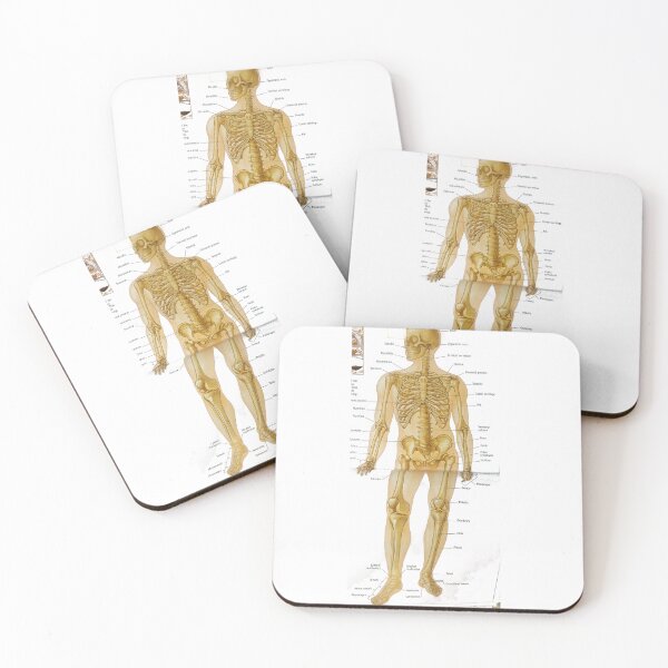 Item preview, anatomical bone drawing  designed and sold by Cedartown.