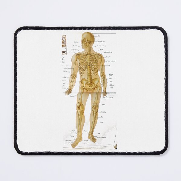 Item preview, anatomical bone drawing designed and sold by Cedartown.