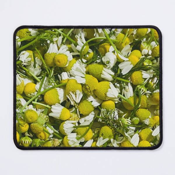 Item preview, Fresh Harvest Chamomile Flower Heads Herbal Pattern designed and sold by BalkanBloom.