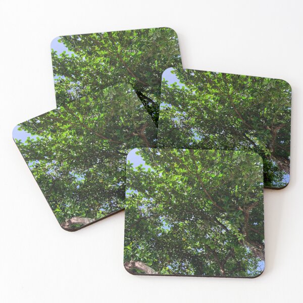 Item preview, Tropical Almond Tree Canopy Brazil Nature Photography designed and sold by Ayiti-Mar.