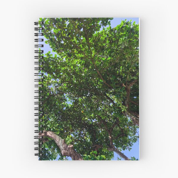 Item preview, Tropical Almond Tree Canopy Brazil Nature Photography designed and sold by Ayiti-Mar.