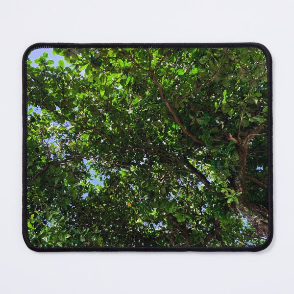 Item preview, Tropical Almond Tree Canopy Brazil Nature Photography designed and sold by Ayiti-Mar.