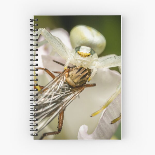 Item preview, The Ambush — White Crab Spider and Fly on a White Flower designed and sold by Rabee Khalil Photography.
