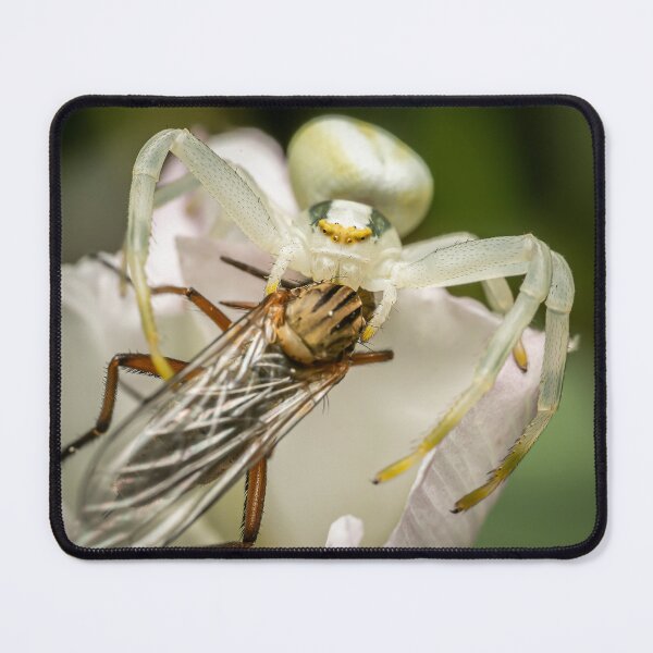 Item preview, The Ambush — White Crab Spider and Fly on a White Flower designed and sold by Rabee Khalil Photography.
