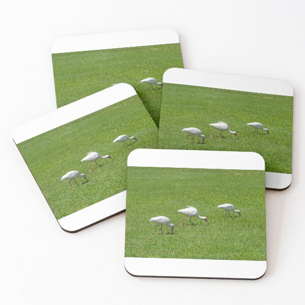 Item preview, Three White Ibis designed and sold by CopperSkyPhoto.