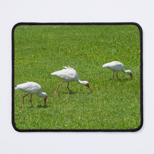 Item preview, Three White Ibis designed and sold by CopperSkyPhoto.