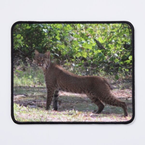 Item preview, The bobcat #2 designed and sold by Jmb67.
