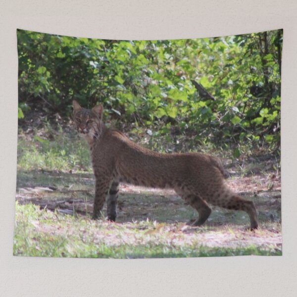 Item preview, The bobcat #2 designed and sold by Jmb67.