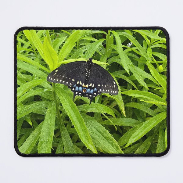Item preview, Swallowtail Butterfly designed and sold by VastlyBrilliant.