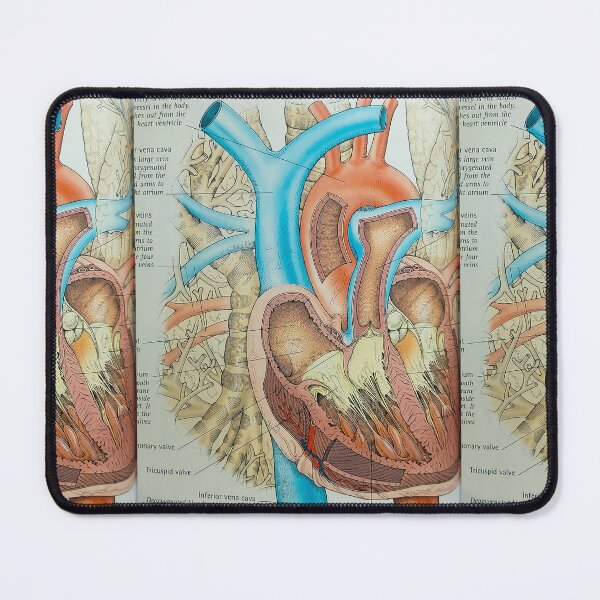 Item preview, anatomical heart designed and sold by Cedartown.