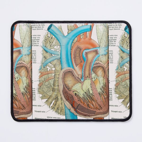 Item preview, anatomical heart designed and sold by Cedartown.