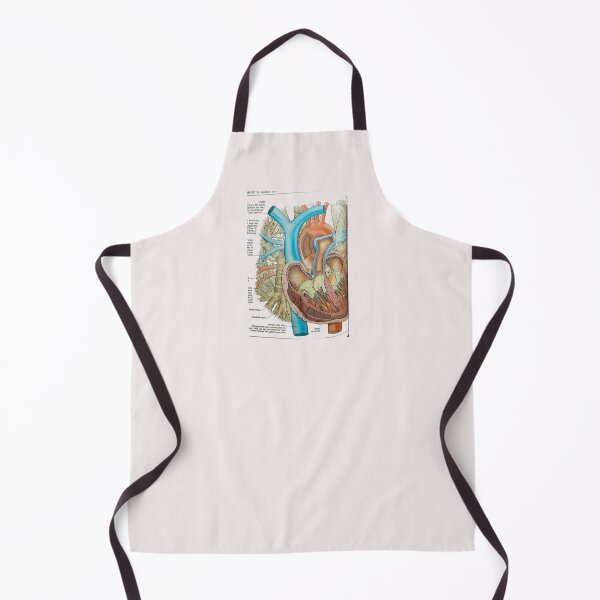 Item preview, anatomical heart designed and sold by Cedartown.