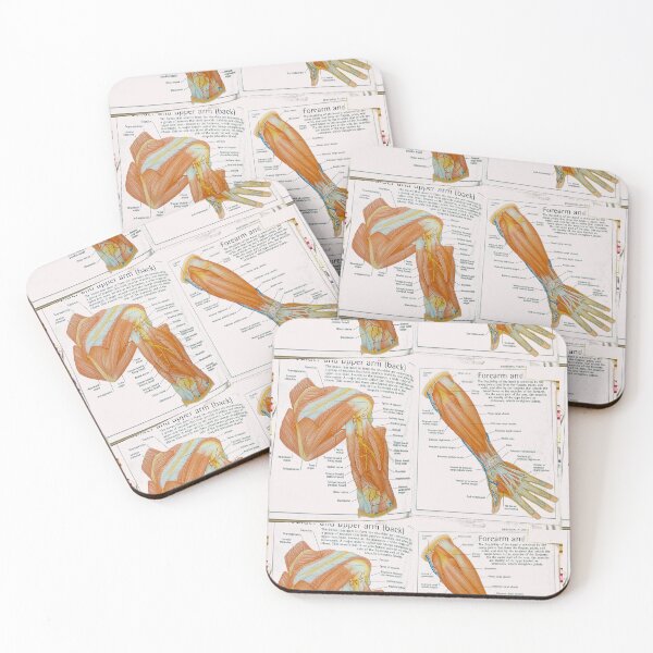 Item preview, muscles anatomy designed and sold by Cedartown.