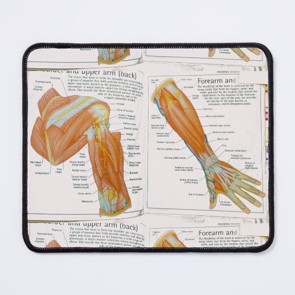 Item preview, muscles anatomy designed and sold by Cedartown.