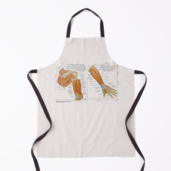 Item preview, muscles anatomy designed and sold by Cedartown.