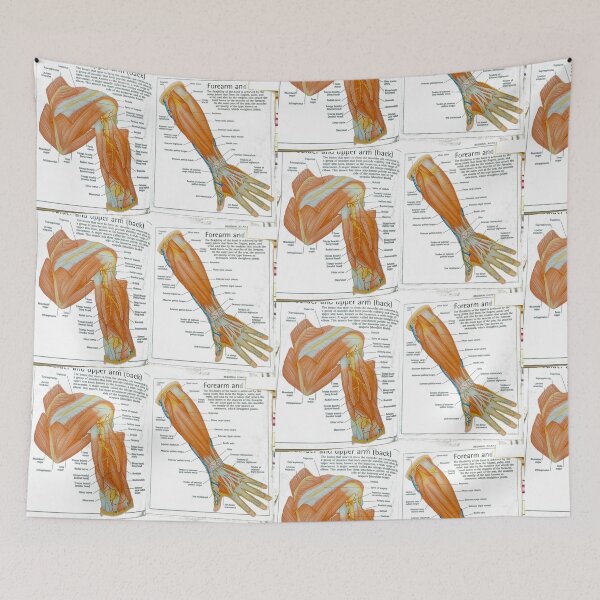 Item preview, muscles anatomy designed and sold by Cedartown.