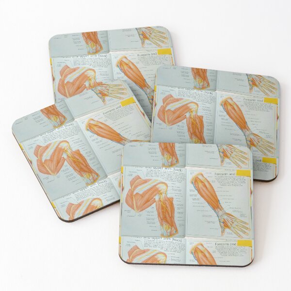 Item preview, muscles anatomy designed and sold by Cedartown.