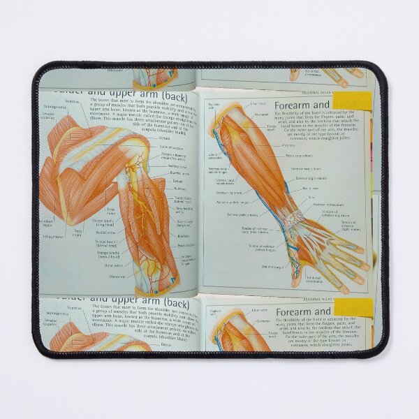 Item preview, muscles anatomy designed and sold by Cedartown.