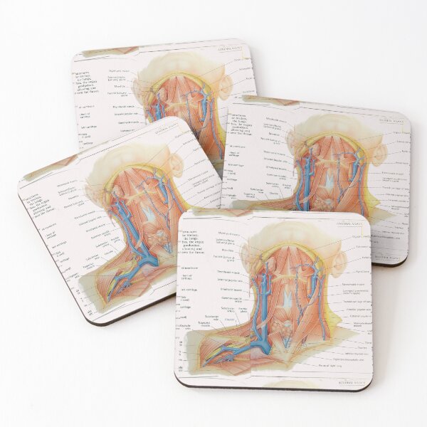 Item preview, muscles anatomy designed and sold by Cedartown.