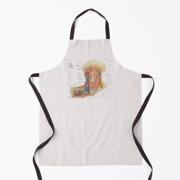 Item preview, muscles anatomy designed and sold by Cedartown.
