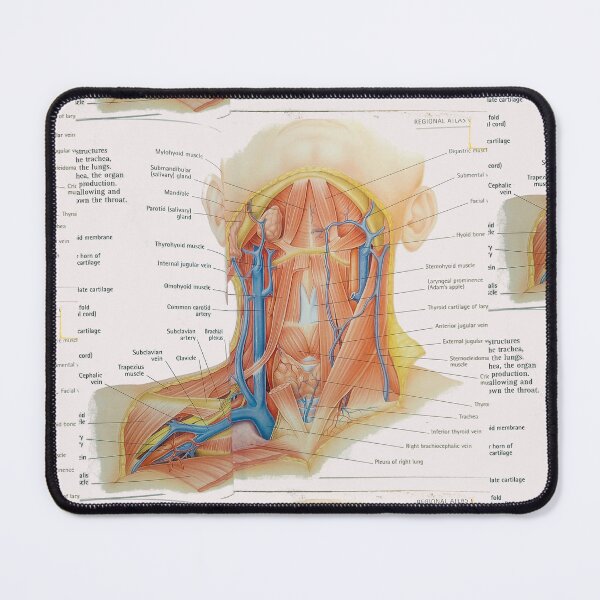 Item preview, muscles anatomy designed and sold by Cedartown.