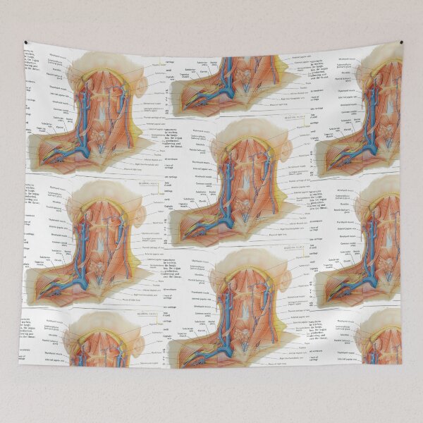 Item preview, muscles anatomy designed and sold by Cedartown.