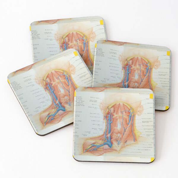 Item preview,  muscles anatomy designed and sold by Cedartown.
