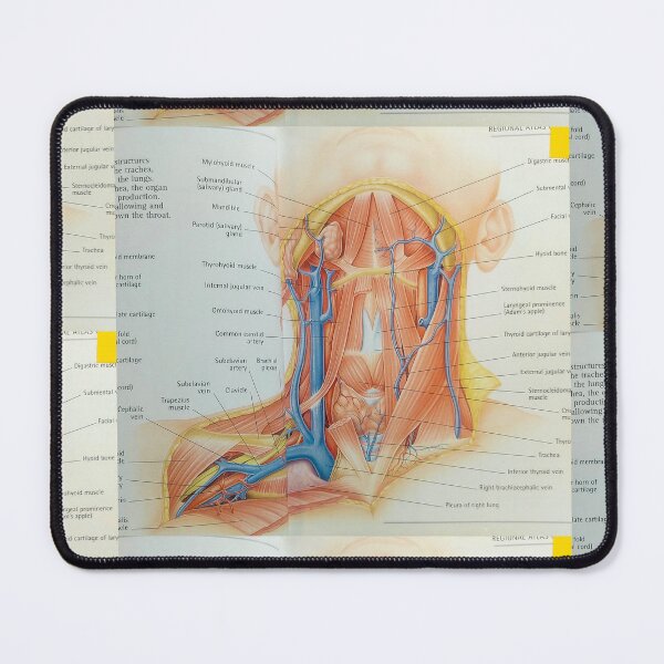 Item preview, muscles anatomy designed and sold by Cedartown.