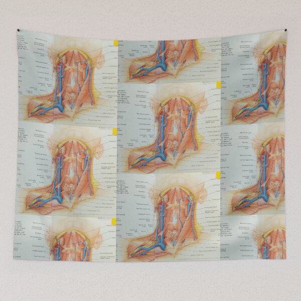 Item preview,  muscles anatomy designed and sold by Cedartown.