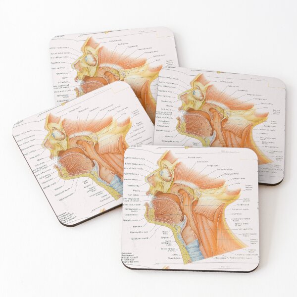 Item preview, muscle anatomy designed and sold by Cedartown.