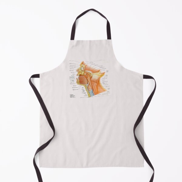 Item preview, muscle anatomy designed and sold by Cedartown.