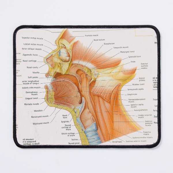 Item preview, muscle anatomy designed and sold by Cedartown.