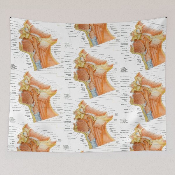 Item preview, muscle anatomy designed and sold by Cedartown.