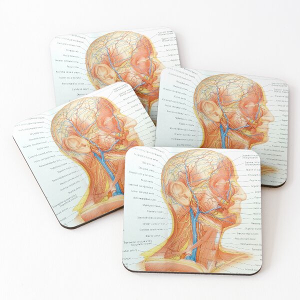 Item preview, muscle anatomy designed and sold by Cedartown.