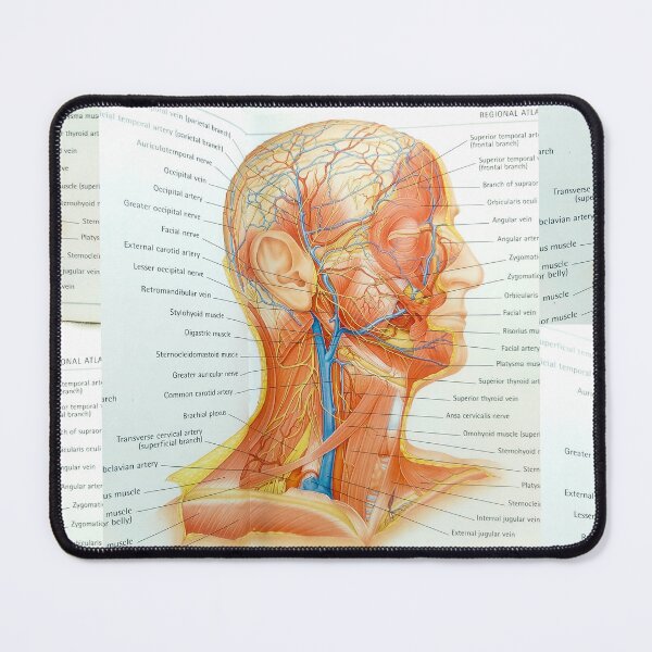 Item preview, muscle anatomy designed and sold by Cedartown.