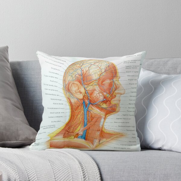 Item preview, muscle anatomy designed and sold by Cedartown.