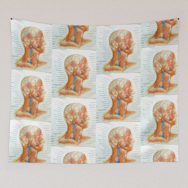 Item preview, muscle anatomy designed and sold by Cedartown.