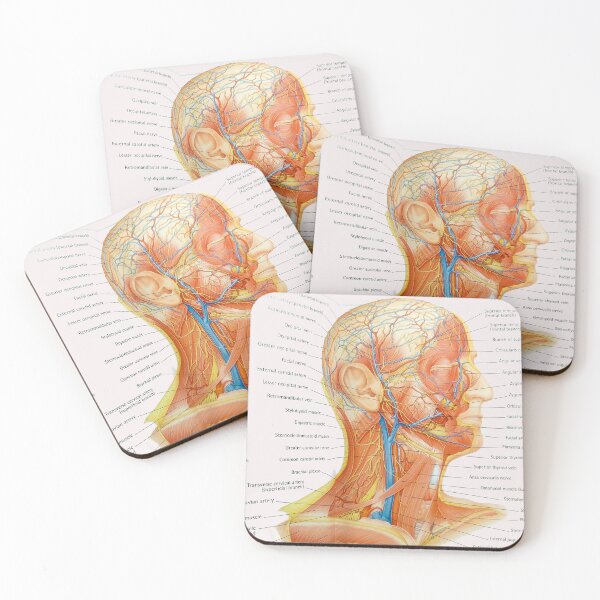 Item preview, muscle anatomy designed and sold by Cedartown.