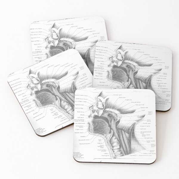 Item preview, muscle anatomy designed and sold by Cedartown.