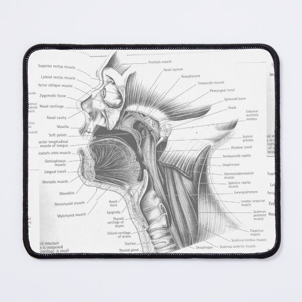 Item preview, muscle anatomy designed and sold by Cedartown.