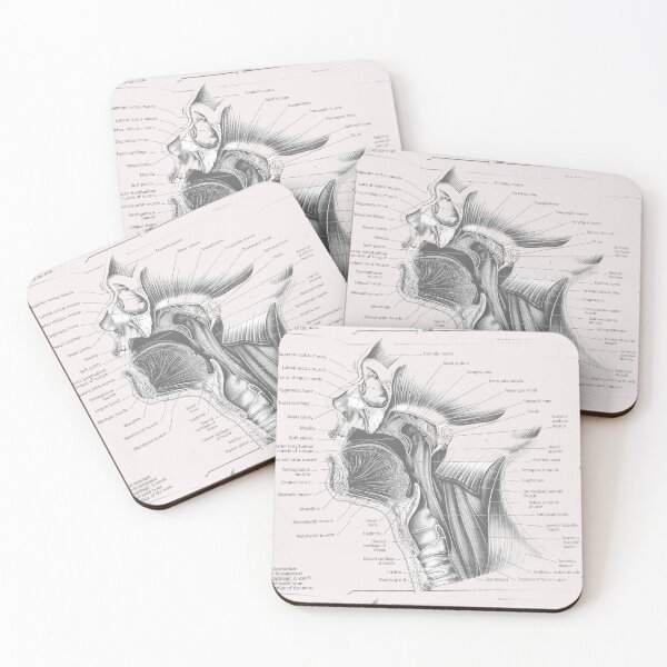 Item preview, muscle anatomy designed and sold by Cedartown.